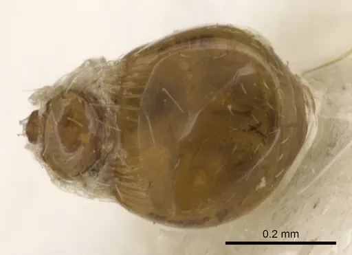 Strumigenys anderseni - CASENT0900161