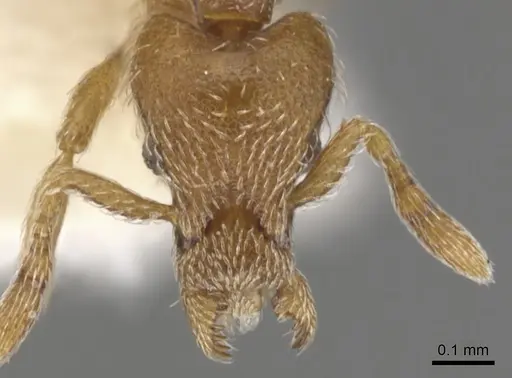 Strumigenys anderseni - CASENT0900161