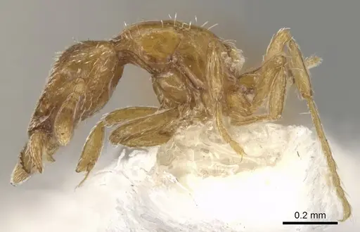 Strumigenys anderseni - CASENT0900161