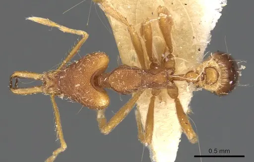 Strumigenys anetes specimen