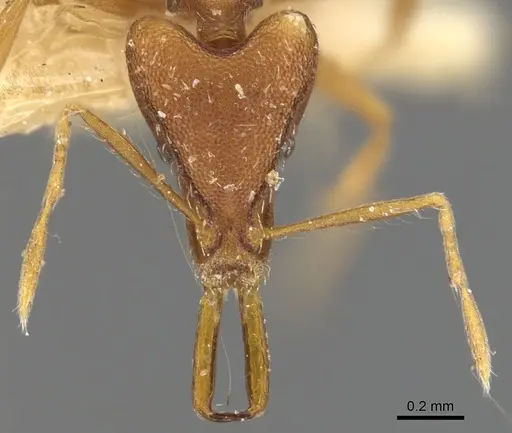 Strumigenys anetes specimen