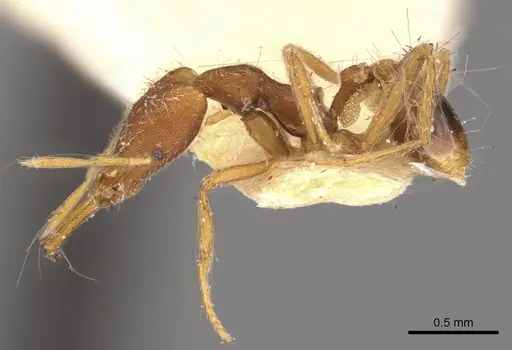 Strumigenys anetes specimen