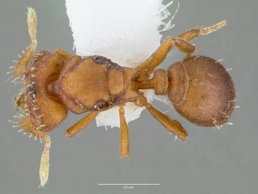 Strumigenys anorbicula specimen