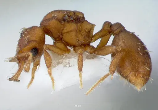 Strumigenys anorbicula specimen