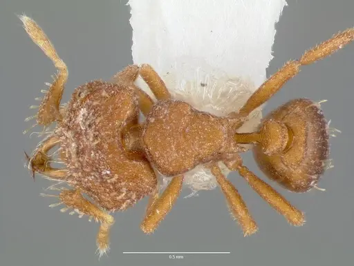 Strumigenys anorbicula - CASENT0005650