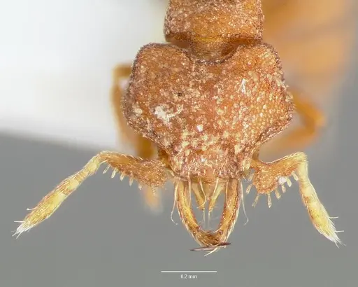 Strumigenys anorbicula - CASENT0005650