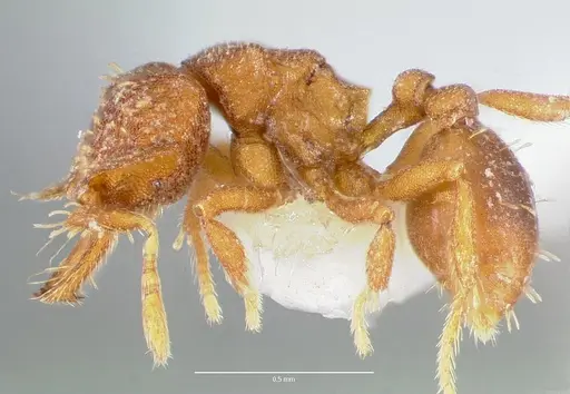 Strumigenys anorbicula - CASENT0005650