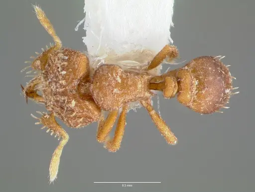 Strumigenys anorbicula - CASENT0005651