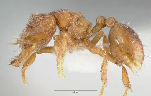 Strumigenys anorbicula - CASENT0005651