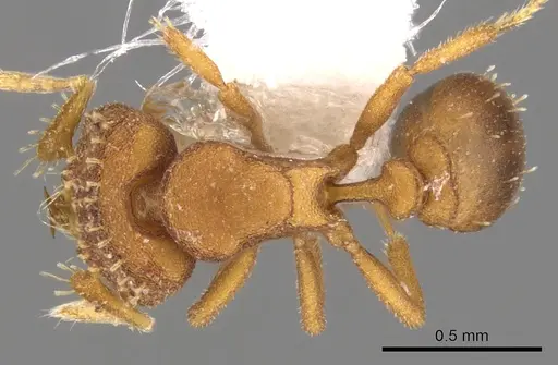 Strumigenys anorbicula - CASENT0900045