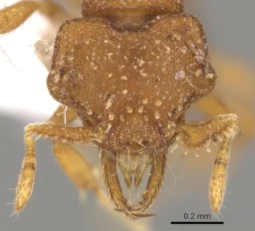 Strumigenys anorbicula - CASENT0900045