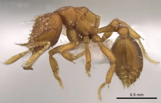 Strumigenys anorbicula - CASENT0900045