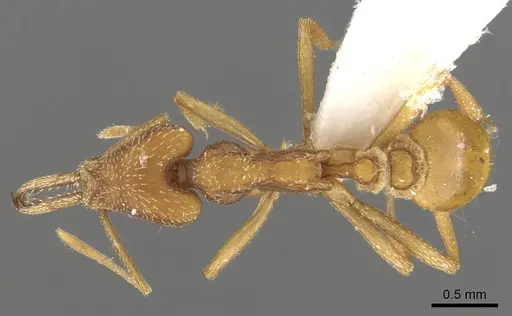 Strumigenys anthocera specimen