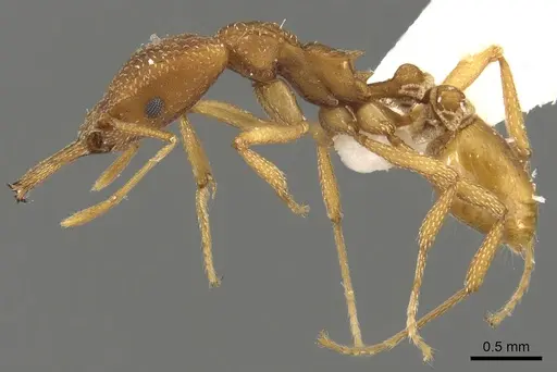 Strumigenys anthocera specimen