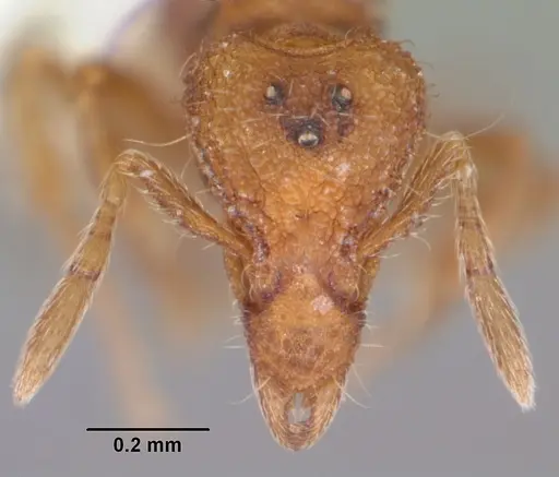 Strumigenys apalachicolensis specimen