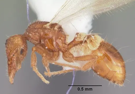 Strumigenys apalachicolensis specimen