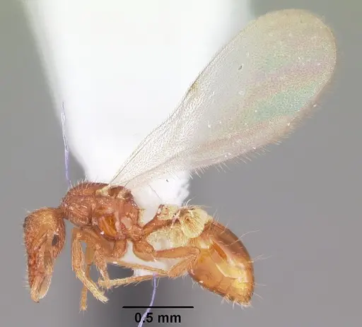 Strumigenys apalachicolensis - CASENT0103798