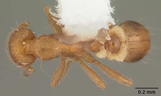 Strumigenys apalachicolensis - CASENT0103886