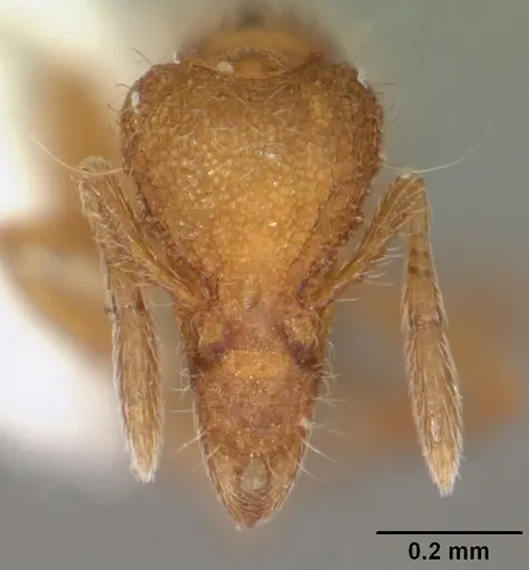 Strumigenys apalachicolensis - CASENT0103886