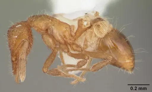 Strumigenys apalachicolensis - CASENT0103886