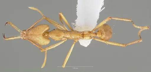 Strumigenys apios specimen