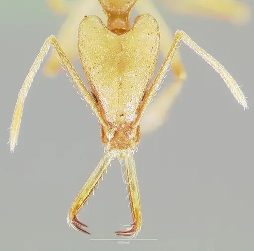 Strumigenys apios specimen