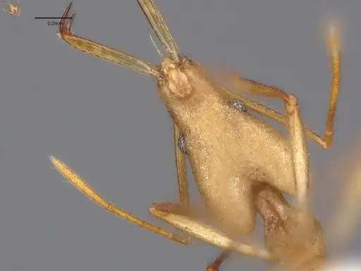 Strumigenys apios specimen