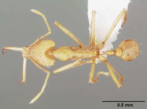 Strumigenys apios - CASENT0005488