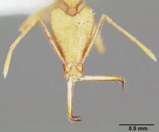 Strumigenys apios - CASENT0005488