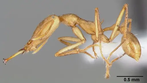 Strumigenys apios - CASENT0005488