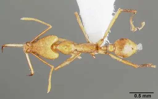 Strumigenys apios - CASENT0005489