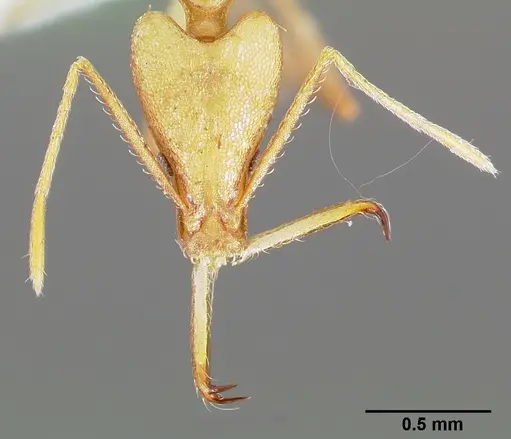 Strumigenys apios - CASENT0005489