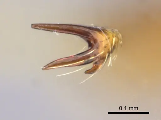 Strumigenys apios - CASENT0005489