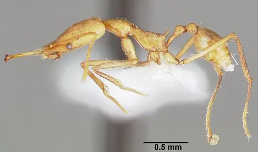 Strumigenys apios - CASENT0005489