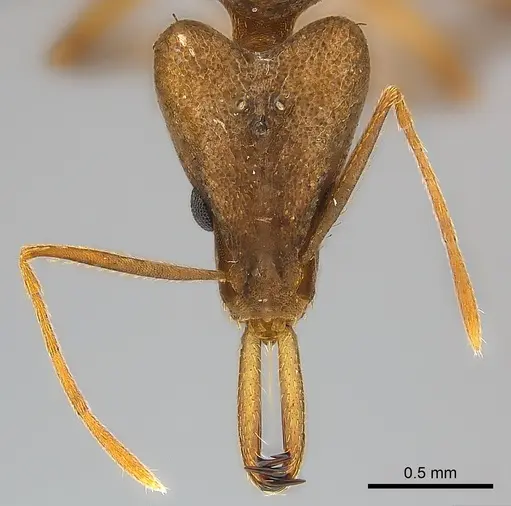 Strumigenys apios - CASENT0043647