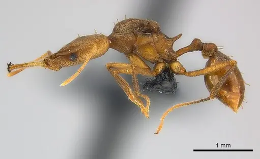 Strumigenys apios - CASENT0043647