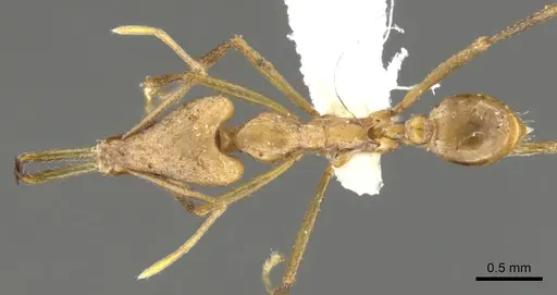 Strumigenys apios - CASENT0900640