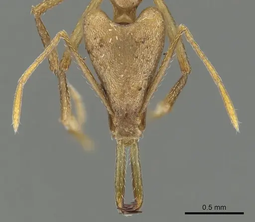 Strumigenys apios - CASENT0900640