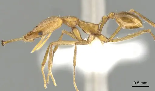 Strumigenys apios - CASENT0900640