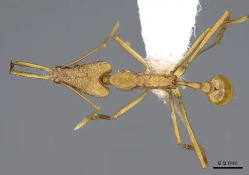 Strumigenys apios - CASENT0914761