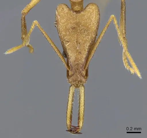 Strumigenys apios - CASENT0914761