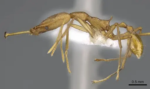 Strumigenys apios - CASENT0914761