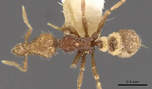 Strumigenys arahana specimen