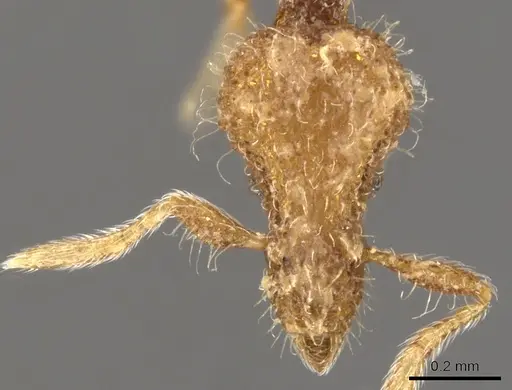 Strumigenys arahana specimen