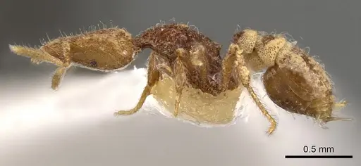 Strumigenys arahana specimen