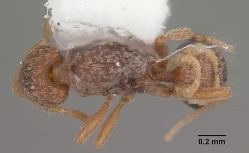 Strumigenys archboldi specimen