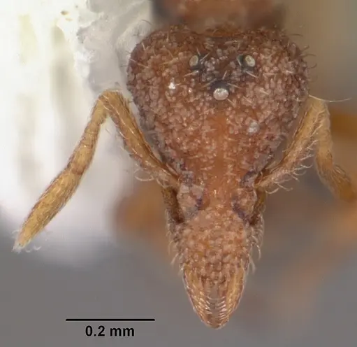 Strumigenys archboldi specimen