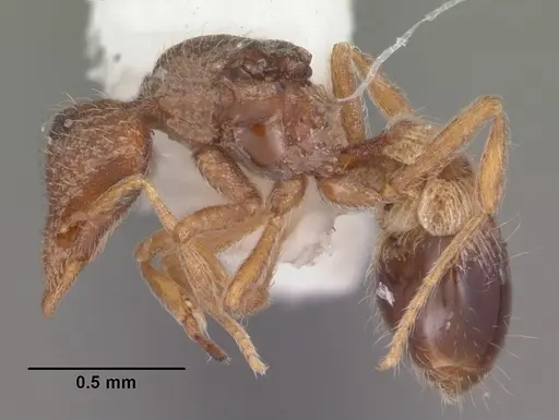 Strumigenys archboldi specimen