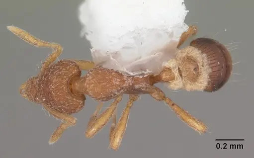 Strumigenys archboldi - CASENT0104339