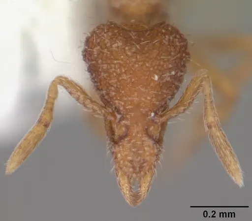 Strumigenys archboldi - CASENT0104339